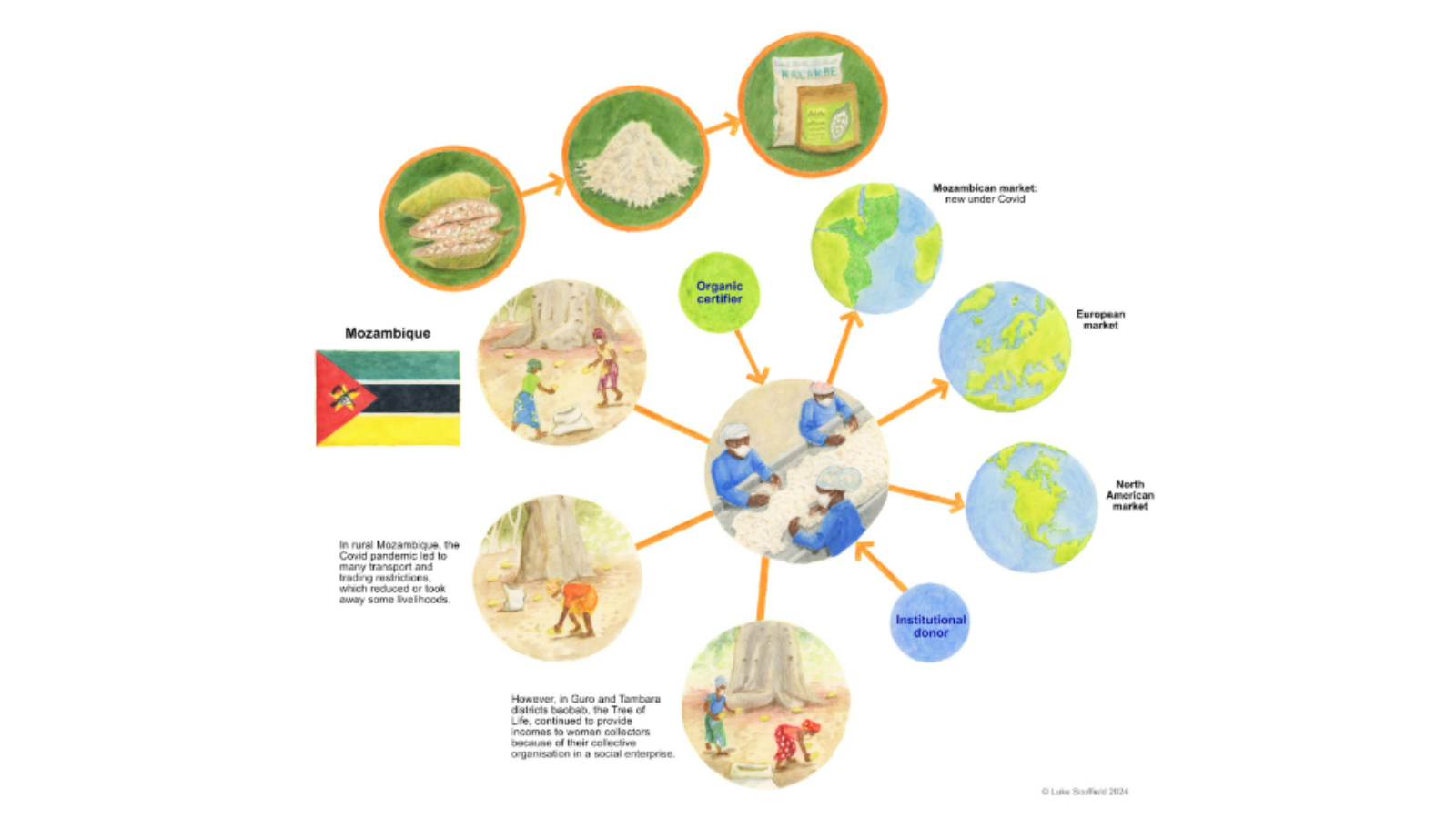 Visual representation of the Baobab supply chain
